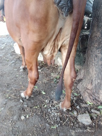 ગાય વહેંચવા ની છે