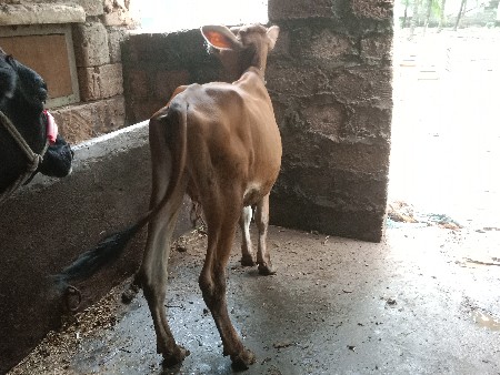 જર્સી વાસળી વેચવાની છે