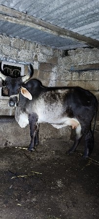 ગાય વેચવાની છે .