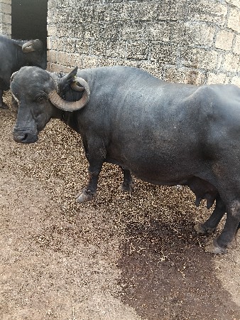 2 ભેંસ વેચવાની છે