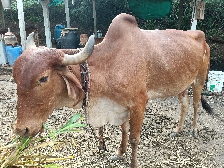 ગાય વેચવાની છે