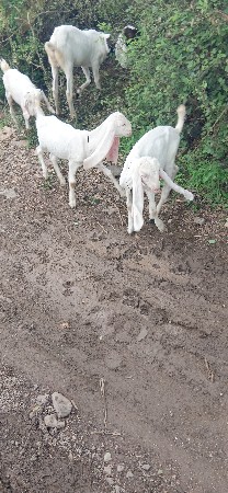 9898777132