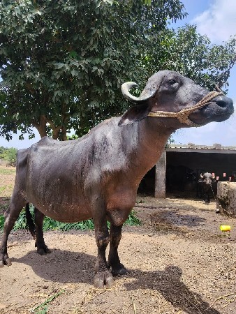 ખાદેલી વેચવા ની છે
