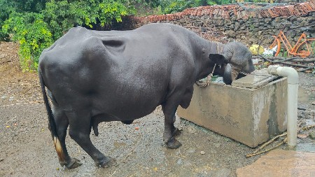 10 દિવસ ની કાચી