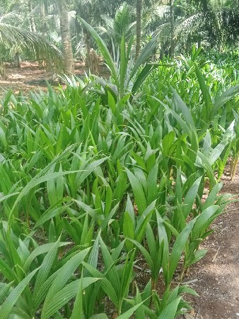 amare tiyathi roopa madijase