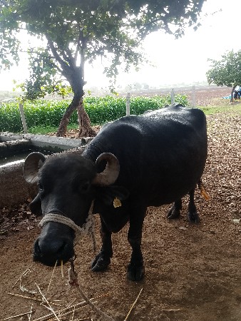 buffalo vechvani che
