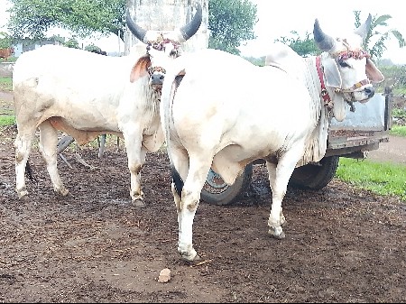 બળદ વેચવાના છે