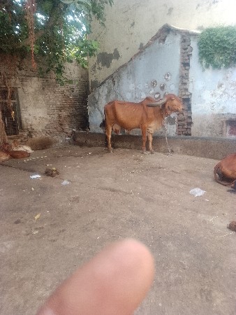 amar