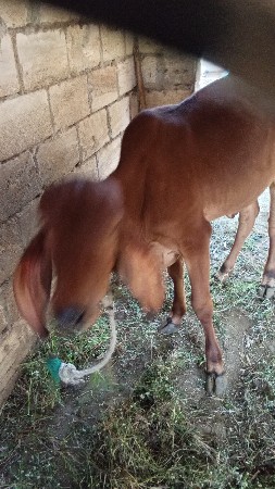 vachadi apvani
