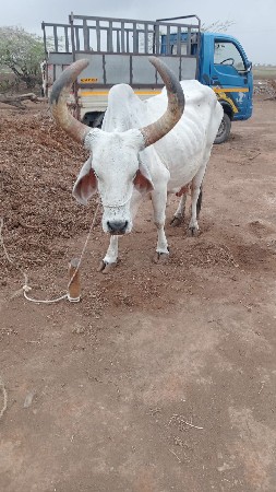 બલિ જવાબદારી