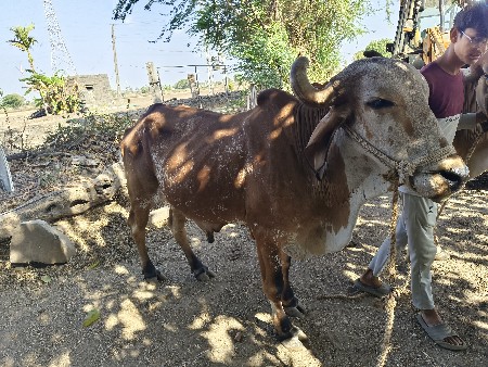 બળદ