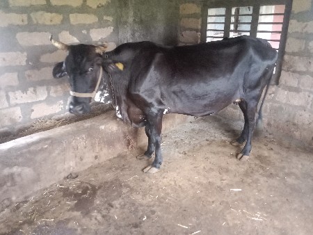 ગાય વેચવાની છે