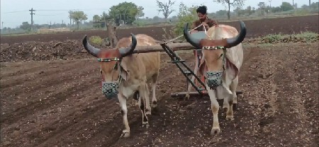 ગોધલાવેશવાછે