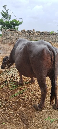 ભેસ