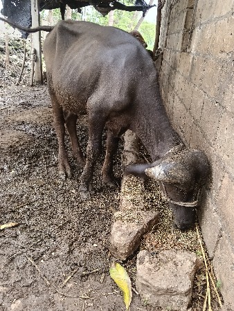 પાડી વેચવાની છે દોઢ વર્ષની છે જાફર