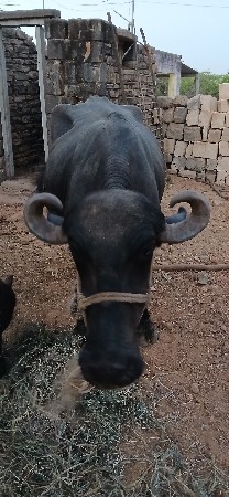 આ ભેંસ વેચવા ની છે