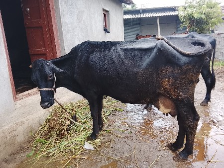 બે જરસી ગાયો છે