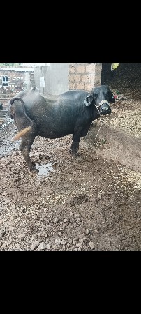 , ભેંસ વેચવાની છે