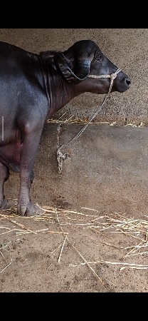 બીજું વેતર ભેંસ વેચવાની છે