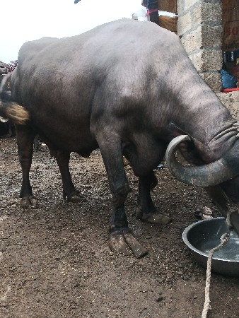 બીજું વેતર