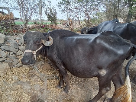 ભેંસ વેચવાની છે.