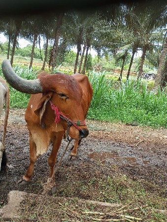 બળદ વેચવાનો છે