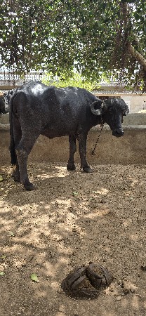 ખડેલી વેચવાની છે