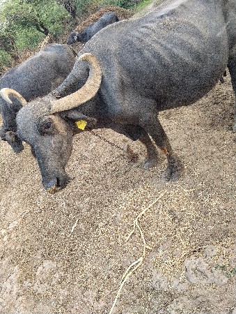 આ ભેશ વેચવાની છે