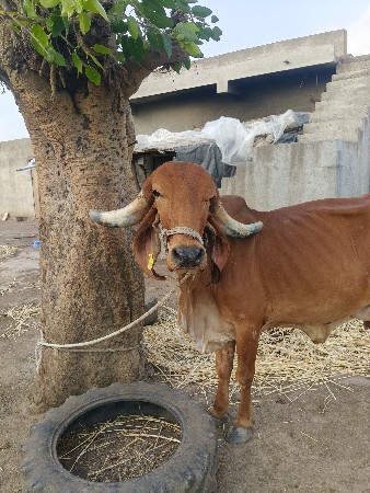 ગાય વેચવાની છે.