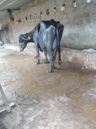 ભેંસ વેચવાની છે