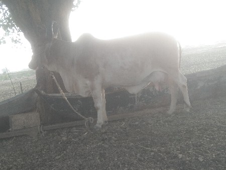 ૨૫  દીવશ થયા વાણિ