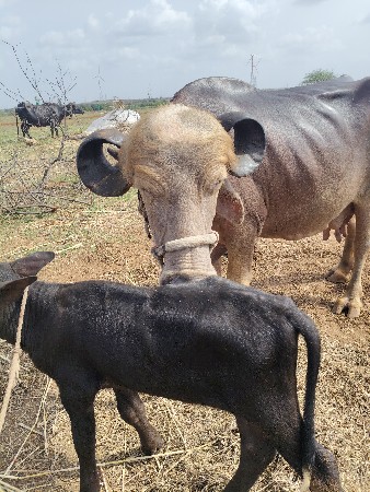 ભેંસ વેચવાની છે
