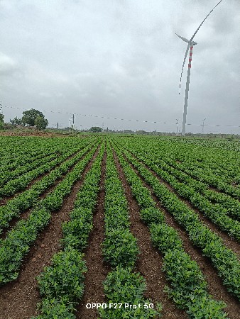 મગફળી વેચવાની છે લીલી ઓરા