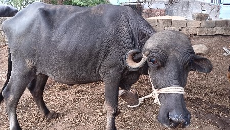 ભૈસ વેચવાની છે 8 મહિના થયા છે