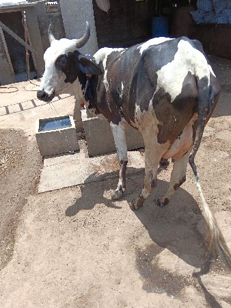 પેલું વેતર 4લીટર દુધ