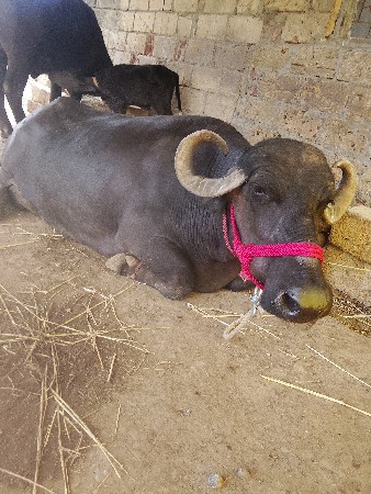 ભેંસ વેચવાનું છે