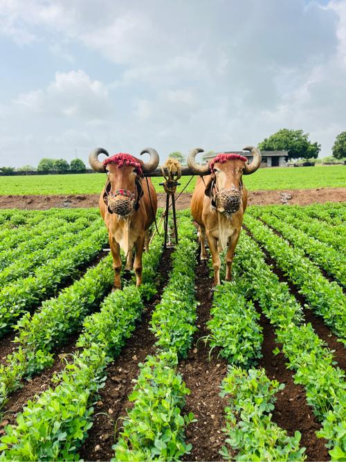 ગોરા બળદ વેચવા ના છે
