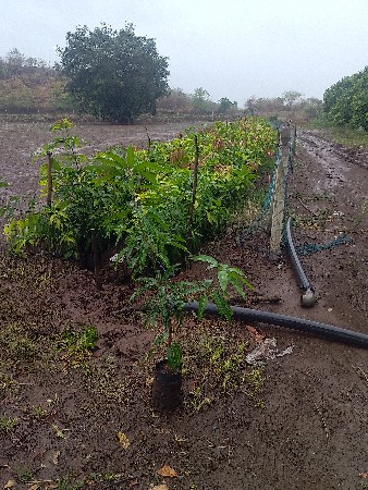 કેસર કલમ મલછે