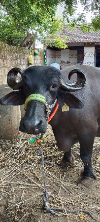 બીજાં વેતર ની છે