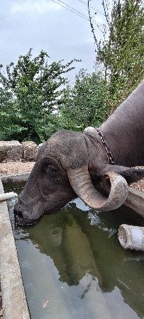 વેચવા ની છે