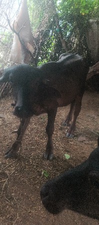 3 પાડા 1ભૂરો 2 રતુમડો 3 ચાદરો ભગરો