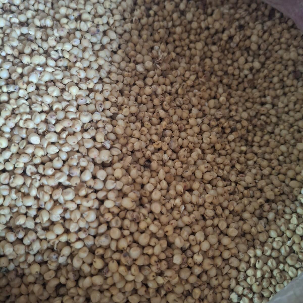 જુવાર  વેચવાની છે