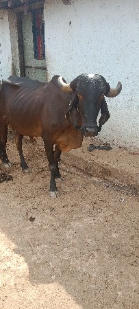 ગાય