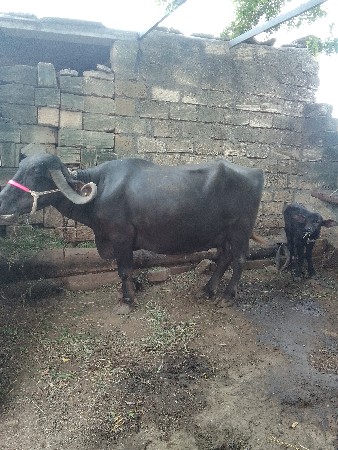 ભેસ વેચવાની છે.