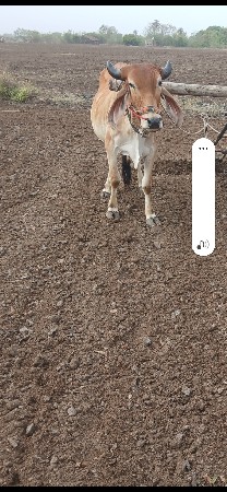 એક ગોઢલો વેચવા નો