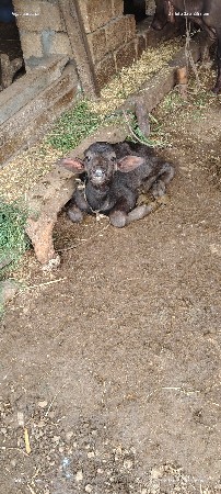 20 દિવસ નો સે
