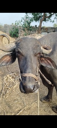 વેચવાની છે