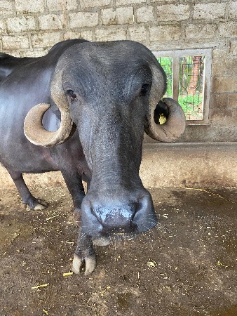પેલા વેતરનું ખવડેલું