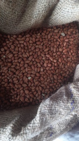 37 નંબર બિયારણ