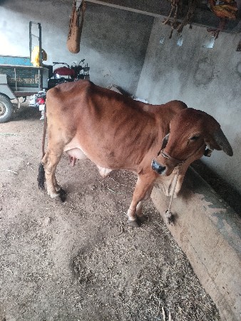 ગાય વેચવાની છે